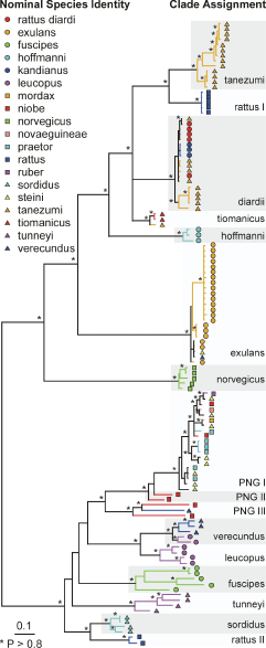 rat_tree