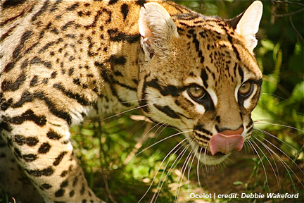 Ocelot