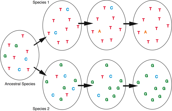 Lineage sorting