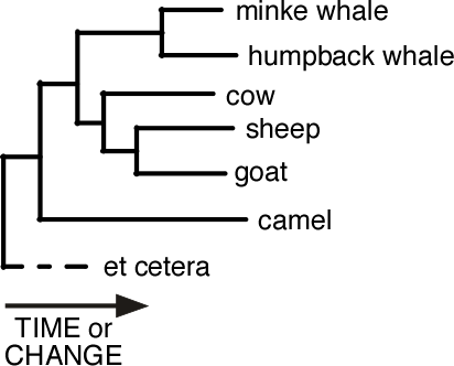 Phylogenetic tree