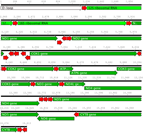 Pig mitochondrial genome